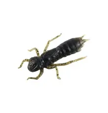 Силікон рибальський FishUP Dragonfly 1.7" 043 - Watermelon Brown/Black (8шт/уп) (1864.04.93)