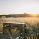 Туристичний стіл Tribe Camp Table Low пластиковий Olive (T-EF-0003-olive)