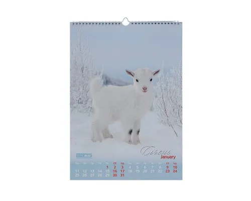 Календар Buromax настінний А3 2027 рік, 1 пружина, Cute goat (BM.210601)