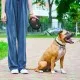 Повідець для собак WAUDOG R-leash з контейнером для пакетів S до 12 кг 3 м чорний (26281)
