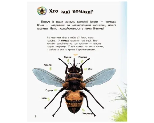 Книга Комахи. Енциклопедія дошкільника - Ю.В. Каспарова Ранок (9786170937292)