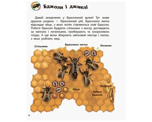 Книга Комахи. Енциклопедія дошкільника - Ю.В. Каспарова Ранок (9786170937292)