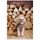 Жилет для тварин Pet Fashion Hardy М2 (4823082437467)