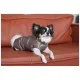 Жилет для тварин Pet Fashion Hardy М2 (4823082437467)