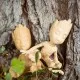 Пластик для 3D-принтера Prusament Woodfill Linden Light 1kg