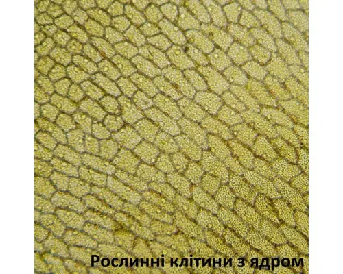 Мікроскоп Bresser Biolux LCD Touch 5MP HDMI 30x-1200x (5201020) (928558)