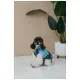 Жилет для тварин Pet Fashion Grass XS (4823082435913)