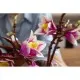 Конструктор LEGO Botanicals Magnolia Branches (11510)