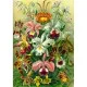 Пазл GoodLoot Imagination: Orchid Ernst Haeckel 1000 ел. (5908305247531)