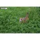Пазл Eugy 3D Зоопарк Тигр (XEG-012)
