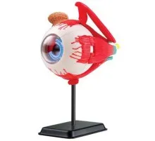 Набір для експериментів EDU-Toys Модель очного яблука збірна, 14 см (SK007)