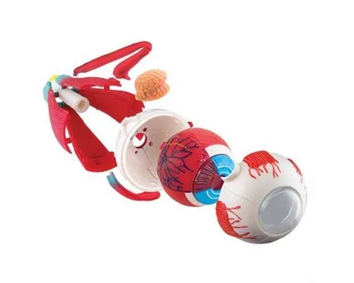 Набір для експериментів EDU-Toys Модель очного яблука збірна, 14 см (SK007)