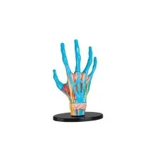 Набір для експериментів EDU-Toys Модель руки збірна, 16,5 см (SK058)