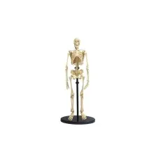 Набор для экспериментов EDU-Toys Модель скелета человека сборная, 24 см (SK057)