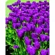 Картина по номерам ZiBi Сиреневые тюльпаны 40*50 см ART Line (ZB.64154)