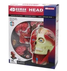 Пазл 4D Master Объемная анатомическая модель Голова человека (FM-626103)