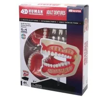 Пазл 4D Master Объемная анатомическая модель Зубной ряд человека (FM-626015)