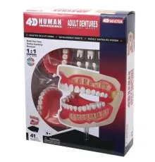 Пазл 4D Master Об'ємна анатомічна модель Зубний ряд людини (FM-626015)