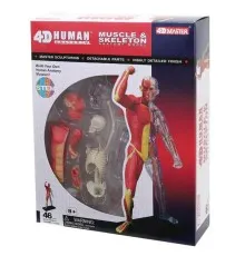 Пазл 4D Master Об'ємна анатомічна модель М'язи і скелет людини (FM-626010)