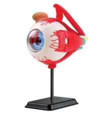Набор для экспериментов EDU-Toys Модель глазного яблока сборная, 14 см (SK007)