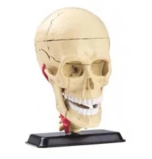 Набор для экспериментов EDU-Toys Набор для исследований Модель черепа с нервами сборная, 9 см (SK010)