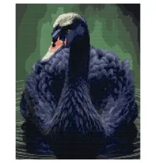 Картина по номерам Santi Черный лебедь, 40*50см на подрамнике,алмазная (954525)