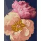 Картина по номерам Santi Розовые пионы 40*50 см алмазная мозаика (954696)