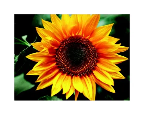 Картина по номерам ZiBi Цветок солнца 40*50 см. ART Line (ZB.64145)