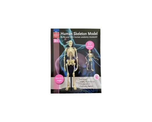 Набор для экспериментов EDU-Toys Модель скелета человека сборная, 24 см (SK057)