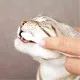 Зубна паста для тварин Trixie з щіткою для котів (4011905256207)