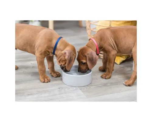 Посуд для собак Trixie Миска керамічна «Junior» 800 мл/16 см (кольори в асортименті) (4011905251271)