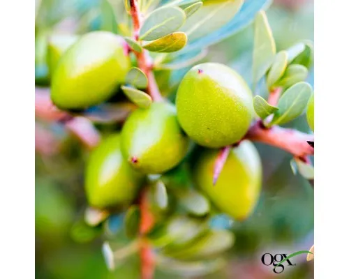 Олія для волосся OGX Argan oil of Morocco Відновлювальна арганова 118 мл (0022796976208)