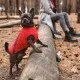 Жилет для животных Pet Fashion E.Vest L красный (4823082424498)