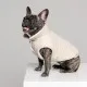 Жилет для тварин Pet Fashion LUCKY L бежевий (4823082428717)