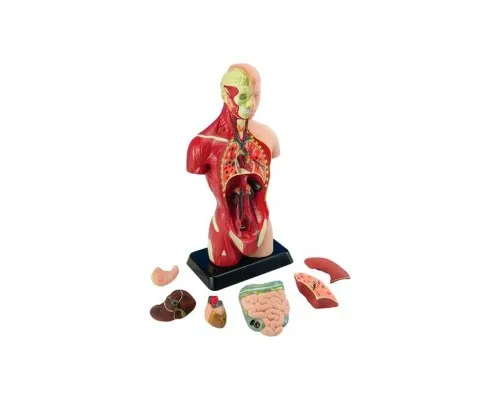 Набір для експериментів EDU-Toys Анатомічна модель людини збірна 27 см (MK027)