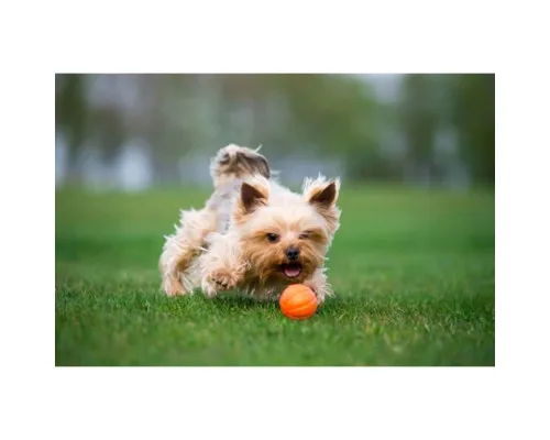 Іграшка для собак Liker Мячик 7 см (6294)