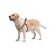 Шлея для собак WAUDOG Nylon з QR паспортом анатомічна Вітраж L (4608)