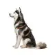 Шлей для собак WAUDOG Nylon анатомическая H-образная с QR-паспортом "Витраж" пластиковый фастекс XL (323-0051)