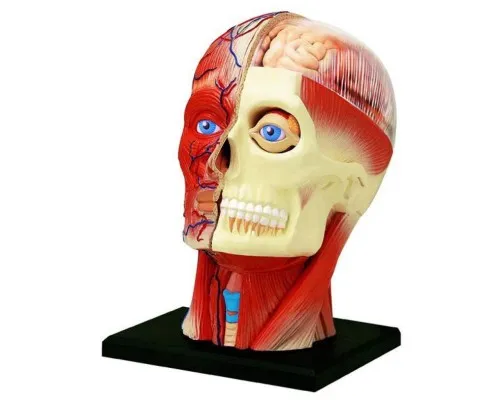 Пазл 4D Master Объемная анатомическая модель Голова человека (FM-626103)