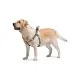 Шлей для собак WAUDOG Nylon с QR паспортом анатомическая ВАУ M (5011)