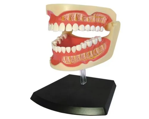 Пазл 4D Master Обємна анатомічна модель Зубний ряд людини (FM-626015)
