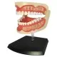 Пазл 4D Master Обємна анатомічна модель Зубний ряд людини (FM-626015)