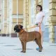 Повідок для собак Evolutor 120 см 25 мм жовтогарячий (42104)