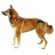 Гігієнічні труси для собак Trixie XS 20-25 см (чорні) (4011905234908)