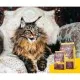 Сухой корм для кошек Josera Senior 10 кг (4032254757856)