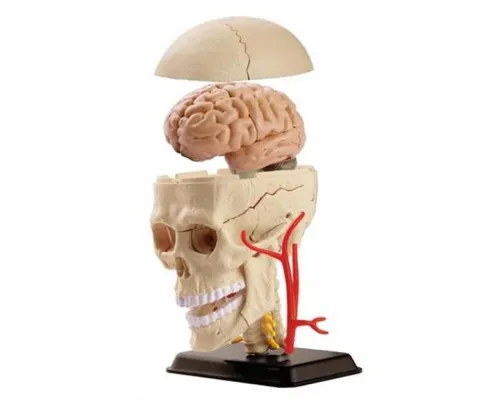 Набір для експериментів EDU-Toys Набір для досліджень Модель черепа с нервами сборная, 9 см (SK010)