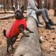 Жилет для тварин Pet Fashion E.Vest XS-2 червоний (4823082424443)