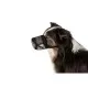 Намордник для собак Trixie для захисту від отрут M-L 27 см/22-46 см (4011905175942)