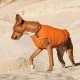Жилет для тварин Pet Fashion E.Vest S-M помаранчевий (4823082424306)