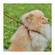 Шлея для собак WAUDOG Soft з QR паспортом кругла Д 6 мм А 26-46 см В 30-50 см коричнева (46236)